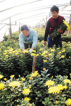 大棚种植_大棚种植与农民收入(2)