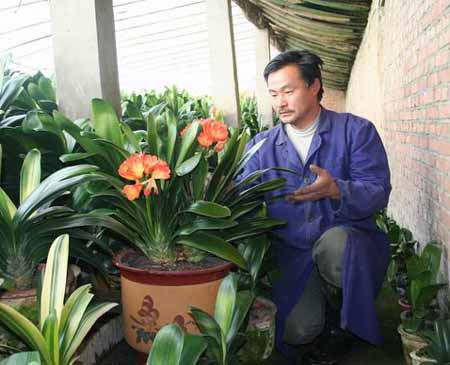 六十二团职工鲁振和筹资9万元建君子兰繁育基